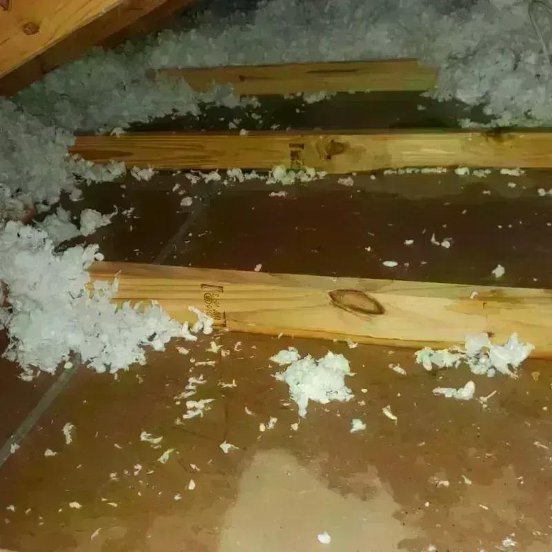 Attic Water Damage in South Houston, TX